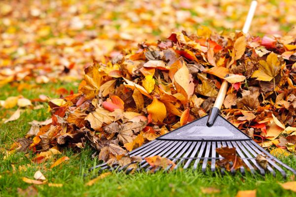 Cost of Leaves Removal in Carmel