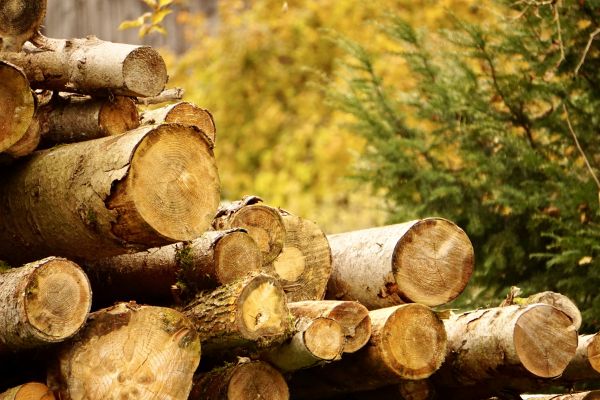 Cost of Wood Pile Removal in Carmel