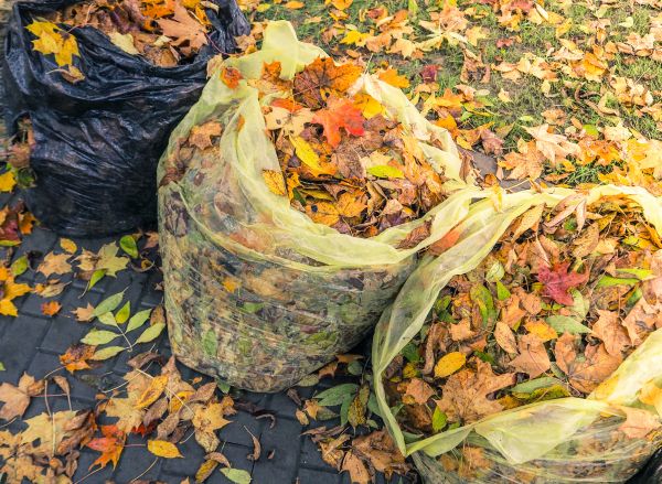 Cost of Yard Cleanup Service in Carmel
