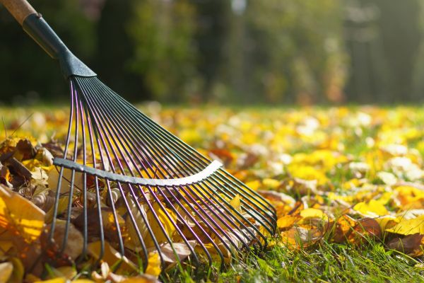 Cost of Leaf Raking Service in Carmel