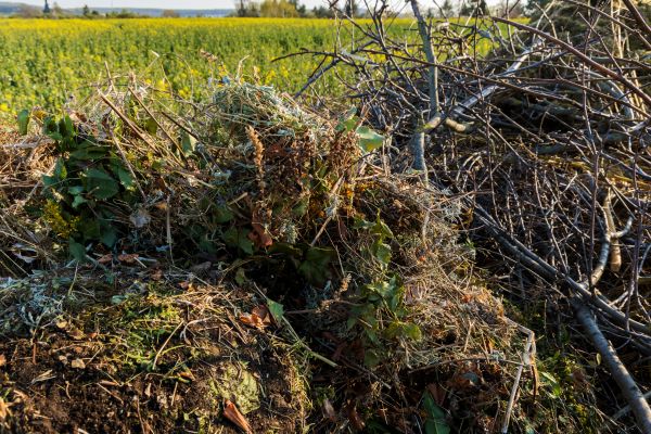 Cost of Brush Disposal in Carmel