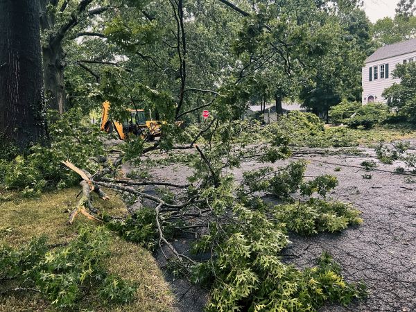 Cost of Tree Branch Disposal in Carmel
