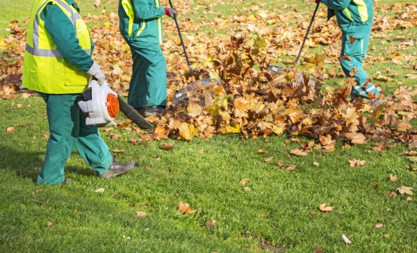 Cost of Leaf Maintenance in Carmel