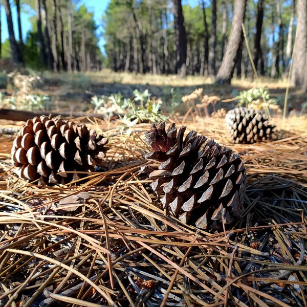 Cost of Pine Cone Removal in Carmel