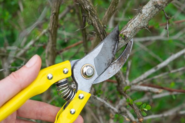 Cost of Limbs Removal in Carmel
