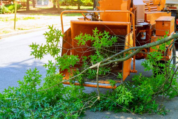 Cost of Tree Branches Removal in Carmel