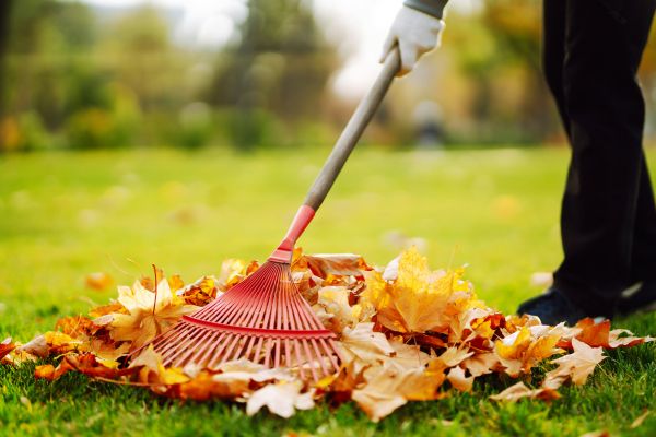 Cost of Ditch Leaf Removal in Carmel