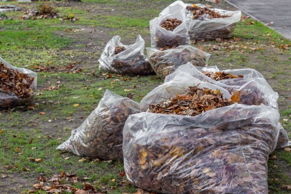 Cost of Leaf Pile Disposal in Carmel