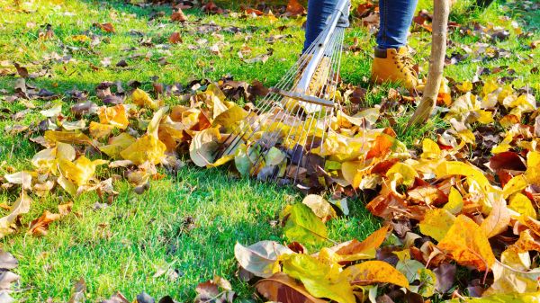 Cost of Lawn Cleanup Service in Carmel